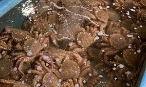 北海道伊達市レンタル釣り船、ヒラメ・カレイ・シャケ釣りの黄金マリン、鮮魚販売「生簀の毛蟹」サンプル画像