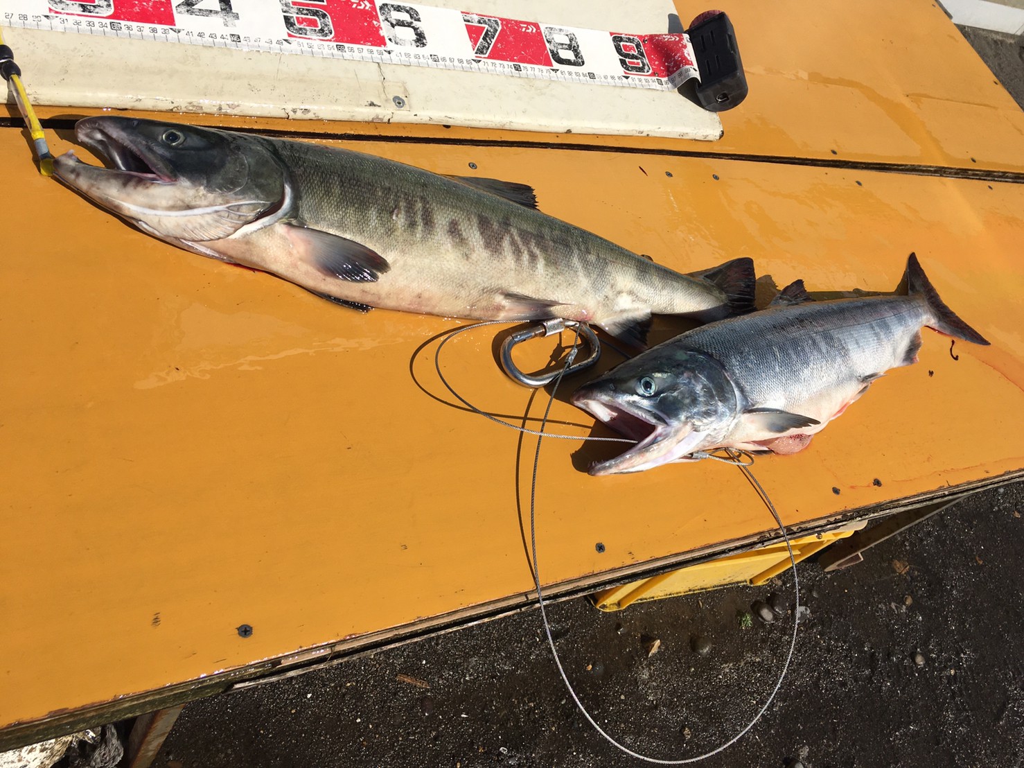 結果発表！】鮭ダービー2021シーズン | 黄金マリン KOGANEMARIN