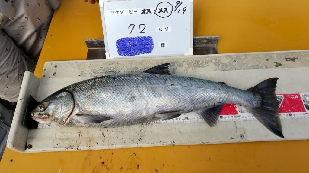 北海道伊達市、黄金マリン鮭ダービー2021結果発表、メス部門第1位72㎝