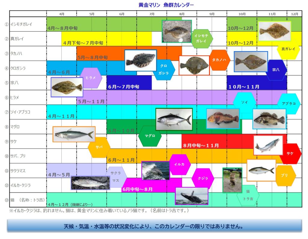 黄金マリンで釣れる魚を季節ごとにまとめたカレンダー画像